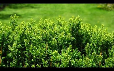 Mejores Flores de Exterior para Ourense