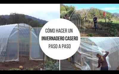 Especies de Árboles Frutales Adaptadas al Clima de Ourense