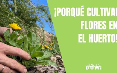 Plantas y Flores Ideales para Jardinería en Ourense